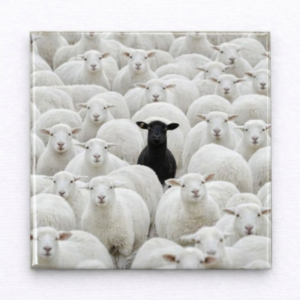 Ímã ovelha negra rebanho